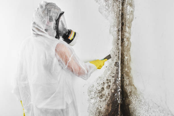 Best Mold Damage Repair  in Decatur, MS