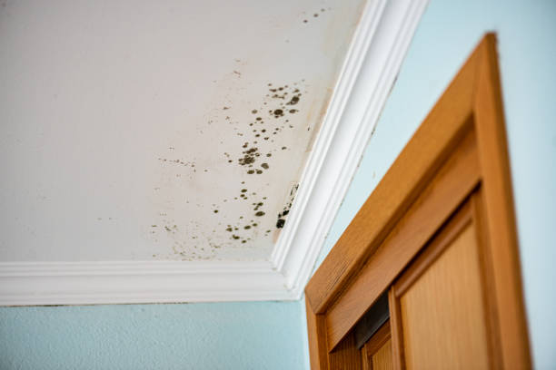 Best Attic Mold Removal  in Decatur, MS