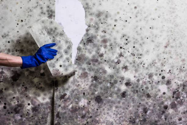 Best Attic Mold Removal  in Decatur, MS
